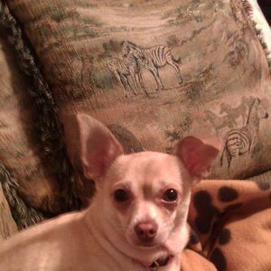 Meet your Posher, Janice